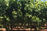 The New and Improved California Chardonnay