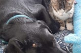 A Black Labrador and a Striped Kitten