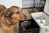 A copper hound looks away from the camera while standing next to a gray and white milk cooler and a black crate. The milk cooler has three full bottles of milk in it.