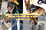 You Must-Have Accessories For Your German Shepherd Dog in 2024