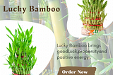 Lucky Bamboo: A Symbol of Good Luck, Prosperity and Harmony.