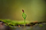 Photo of a tiny green plant against a blurred light green background, shooting up and trying to cast off the seed it grew from.