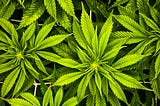 Oregon cannabis needs testing