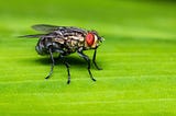 Amends to a Fly