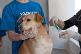 Volunteer Opportunities at Cobb County Animal Services