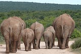 Take One Idea…Elephants