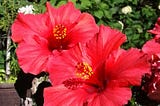A beautiful crimson Hibiscus plant with full blooms