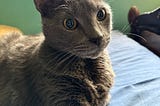 Why Does My Cat Love to Smell My Coffee?