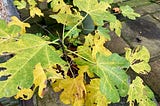 Yellowing fig leaves in autumn.