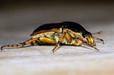 How to remove cockroaches from residential areas