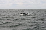 A killer whale rises above the surface of a grey sea on Canada’s West Coast. The sky is overcast with patches of blue showing through the clouds, and the white eye patches of the orce are visible above the waves.