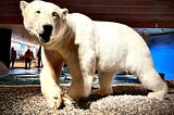 Tracking Polar Bears in the Arctic