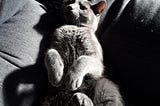 CATS??? Hell No