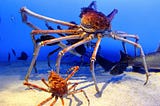 The Weirdest Animals in the Ocean