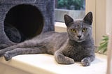15+ Grey Cat Breeds: Most Famous Gray Cats