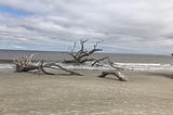 Beach with sand and dried tree trunks sticking up from sand and ocean water. Sky full of white clouds in upper section of photo.