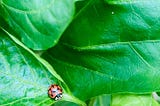 A ladybug visiting the vegetable patch.