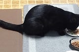 Bosco, an all-black short-haired cat, eating his breakfast.