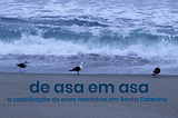 De asa em asa | a reabilitação de aves marinhas em Santa Catarina