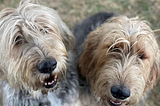 Meet the underdog: The otterhound, Britain's rarest breed