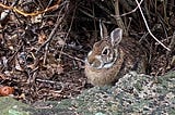 Penelope, the Bunny catches some rays on the rock wall outside of my kitchen window.