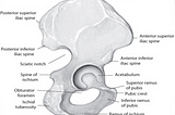 Assessing and Treating the Pelvis