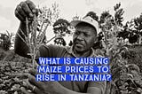 What Is Causing Maize Prices To Rise In Tanzania?