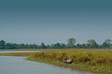 Experience the Thrill of My Kaziranga Adventure — Captivating Photos Inside!