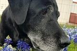 Black Labrador retriever sitting among blue flowers.