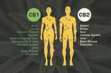 CBD Anatomy: Get to Know Your Endocannabinoid System