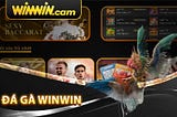 Đá Gà Winwin — Nhiều Trận Chiến Kê Đỉnh Cao Tại Winwin