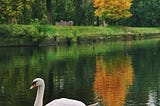 Wageningen Swan