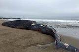 Juvenile blue whale found dead after ship strike on Point Reyes National Seashore in June 2018. (Credit: NPS/Sarah Codde)