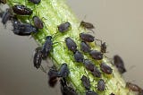 6 Common Tree Pests and How to Manage Them