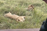 A lioonnes sleeping on her side with a lion next to her that is looking out into the distance
