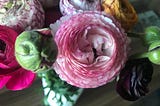 Ranunculus Season