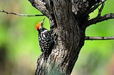Photo of a red-bellied woodpecker on the bend of a gnarled, dead tree limb.