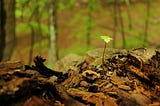 From Rankings to Discovery: The Quiet Evolution of SEO Philosophy