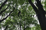 A shot looking up into the trees where someone is crossing a rope bridge on their own