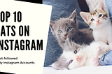 Top 10 Cat Influencers on Instagram
