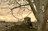 "The Lioness Within: A Startup Leader’s Safari Story on Motherhood and Inner Strength" by Archana…