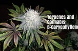 Terpenes and Cannabis: β- Caryophyllene