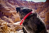 A dog looks longingly at carved, pink sandstone canyons and hoodoos as he waits for his humans to go hiking.