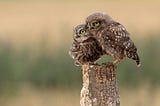 Two small owls pose on a stump against a green and beige background