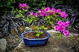 Clematis, Wisteria, Dogwood, and a Bonsai