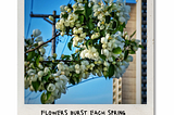 A flowering tree shows off in front of brutalist architecture