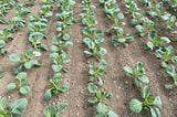 Improve Vegetable Profitability and Reduce Crop Loss with Drone Plant Counts