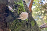 A cream coloured fan-shaped mushroom pushing up from a tree trunk covered in moss