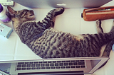 cat sleeping between two laptops