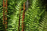 Wildlife That Loves Cinnamon Fern